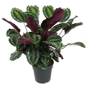Calathea, Peacock Plant or Zebra Plant نبات زيبر ا Default Plastic Pot (Clay Stones)