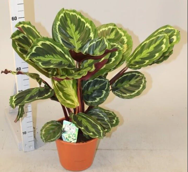 Calathea, Peacock Plant or Zebra Plant نبات زيبر ا White Ceramic Pot (Clay Stones)