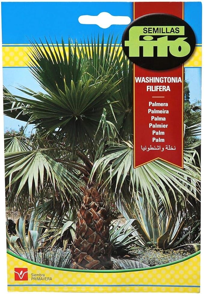 California Fan Palm - Fito Seeds