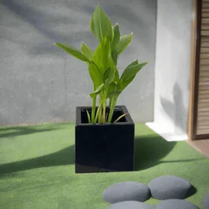 Canna Indica Green in Black GRP Square Pot 30x30