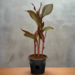 Canna Indica 'Purpurea' 30 - 50cm Overall Height