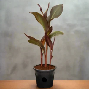 Canna Indica 'Purpurea' 30 - 50cm Overall Height