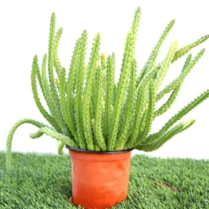 Caralluma Cactus "Caralluma Adscendens"0.2-0.3m