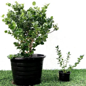 Carissa Grandiflora "Prostrata Natal Plum" Single plant in 9cm pot (Set of 10 plant)