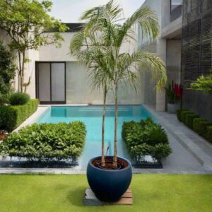 Carpentaria Acuminata "Carpentaria Palm" Multi Trunk Palm 2.5-3.0m in Fiber Pot