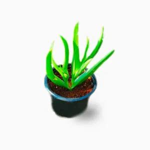 Carpobrotus edulis or Ice Plant 10 -15cm, Healthy Outdoor Succulent Plant Set of 24 plants