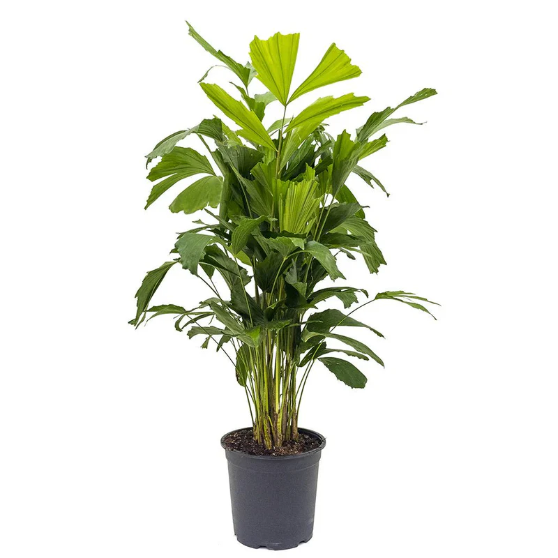 Caryota Mitis "Fishtail palm" نخيل ذيل السمكة 1.0-1.2 m overall height