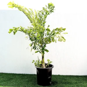 Caryota Mitis "Fishtail palm" نخيل ذيل السمكة 4.0-3.0 m overall height