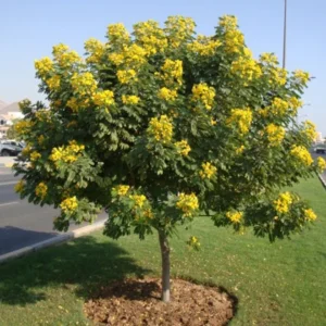 Cassia Surattensis "Scrambled Egg Plant" 1.0-1.2m overall height