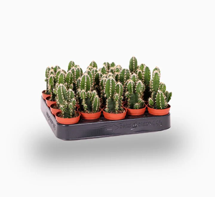 Cereus Peruvianus or Peruvian Cactus 5-10cm White Ceramic (White Pebbles)