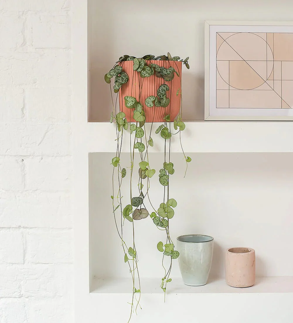 Ceropegia woodii or String of Hearts (Default Plastic Pot)