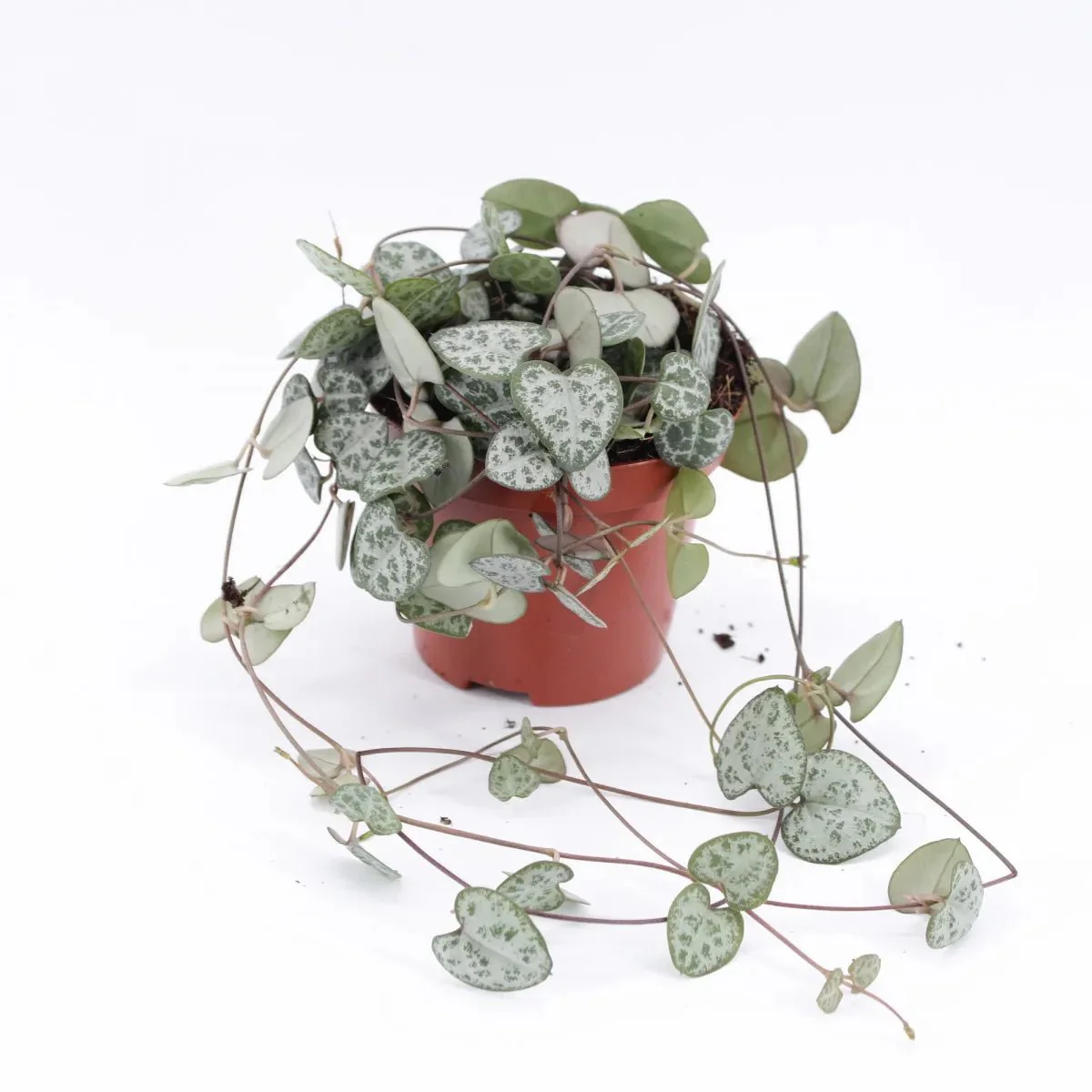 Ceropegia woodii variegata Ceropegia Variagata (Default Nursery Pot)