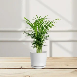 Chamaedorea Elegans, Parlour Palm or Bamboo Palm (Ceramic Pot)