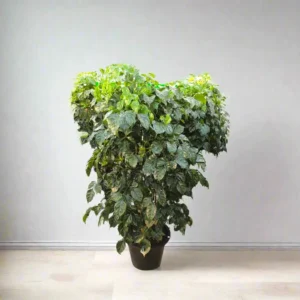 China Doll Plant / Radermachera Sinica 90cm - 120cm (Default Plastic Pot)