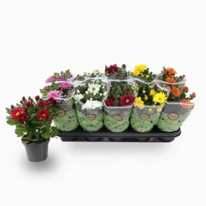 Chrysanthemum assorted 20 – 25cm Default Plastic Pot
