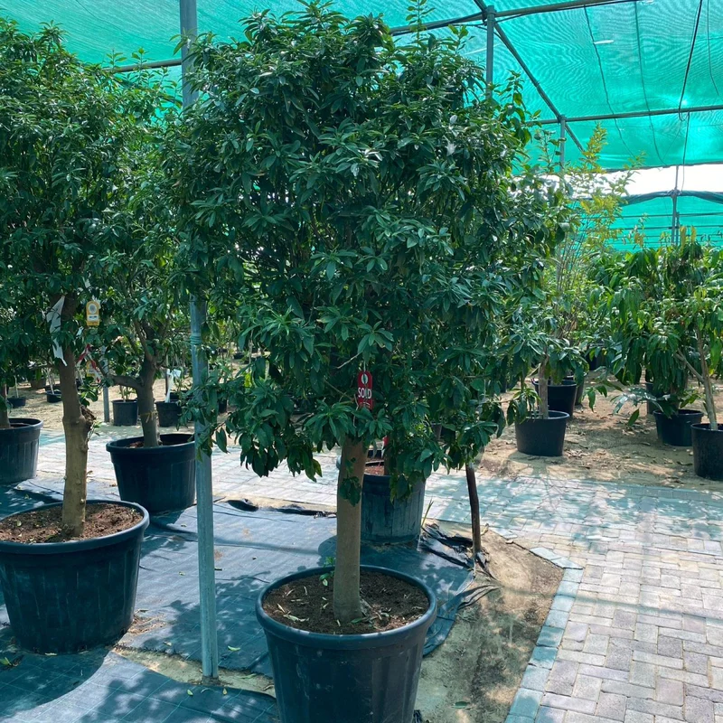 Citrus Fortunella margarita Mature Tree "Kumquat" 1.8 -2m