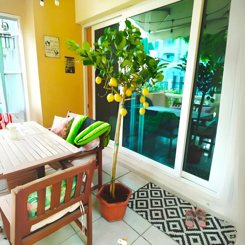 Citrus Lemon Spain / Citrus limon شجرة ليمون Default Plastic Pot