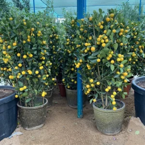 Citrus mitis or Chinese Orange Tree "1.3m-1.5m" البرتقال الصيني Default Plastic Pot