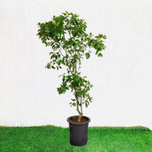 Citrus Orange or Orange Tree 1.7-2.0m overall height البرتقال الحمضيات