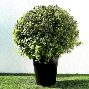 Clerodendrum Inerme Ball Shape "Wild Jasmine" 70-80cm Dia