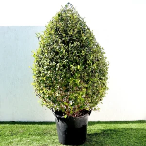 Clerodendrum Inerme Cone Shape "Wild Jasmine" 1.2-1.5m