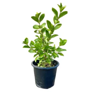 Clerodendrum Inerme (Wild Jasmine) 15-25cm 9cm Pot Set of 5 Plant