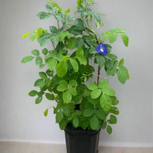 Clitoria ternatea or Butterfly Pea 0.6m-0.8m