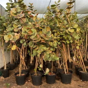 Coccoloba Uvifera or Sea Grape 1.0m-1.5m