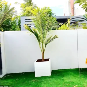 Coconut Large Spindle Palm Privacy Plant نخلة جوز الهند