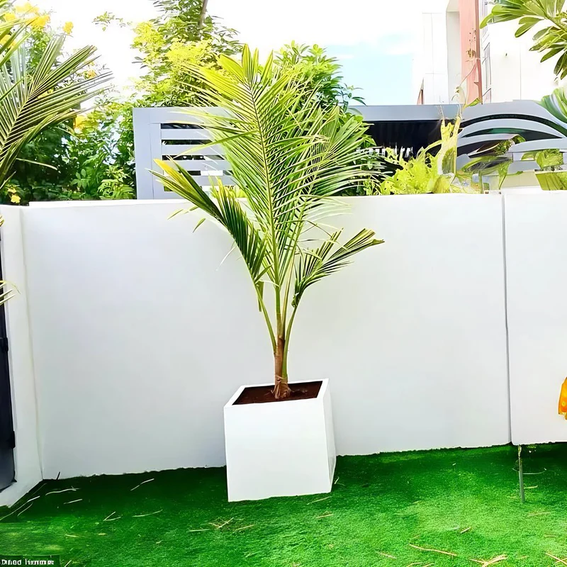 Coconut Large Spindle Palm Privacy Plant نخلة جوز الهند