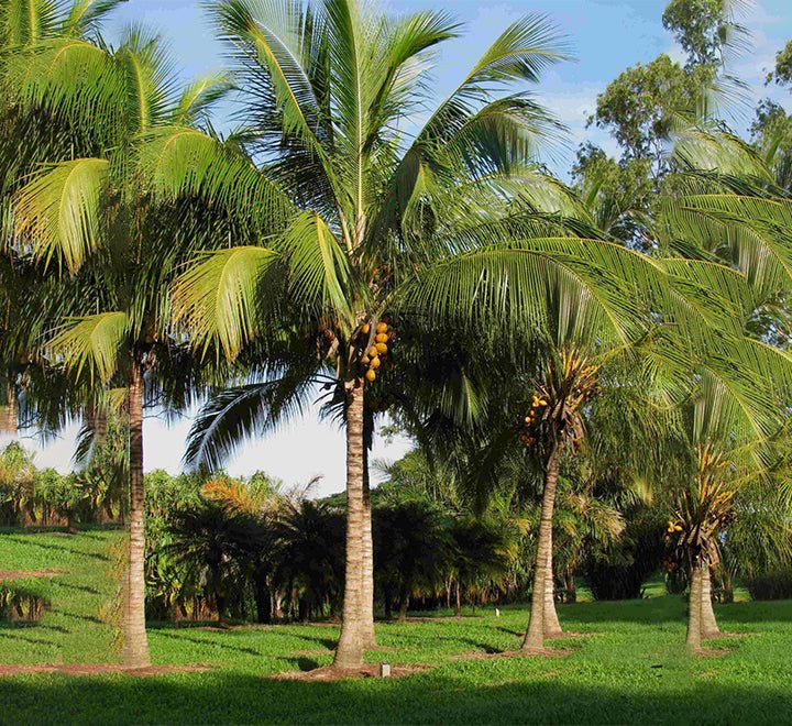 Cocos Nucifera "Coconut Palm" 3.5 - 4.0m overall height نخلة جوز الهند