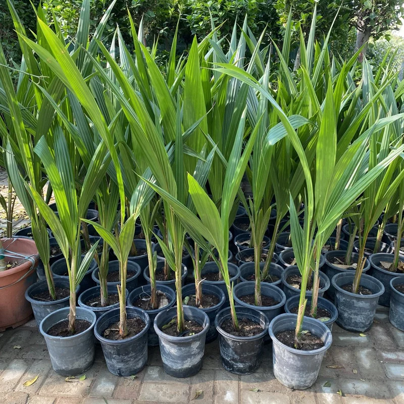 Cocos Nucifera "Coconut Palm" 1.2 -1.5m overall height نخلة جوز الهند