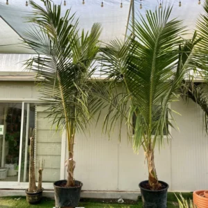 Cocos Nucifera "Coconut Palm" 2.3 -2.5m overall height نخلة جوز الهند