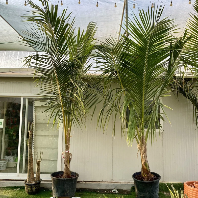 Cocos Nucifera "Coconut Palm" 2.3 -2.5m overall height نخلة جوز الهند