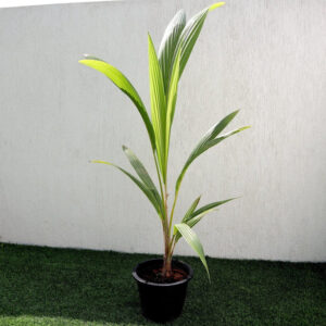 Cocos Nucifera / Coconut Palm Small 1.4 to 1.5m Black Rolled Rim Pot