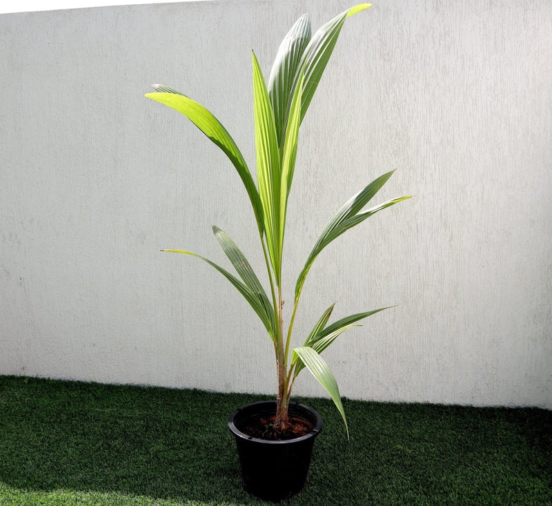 Cocos Nucifera / Coconut Palm Small 1.4 to 1.5m Green Rolled Rim Pot