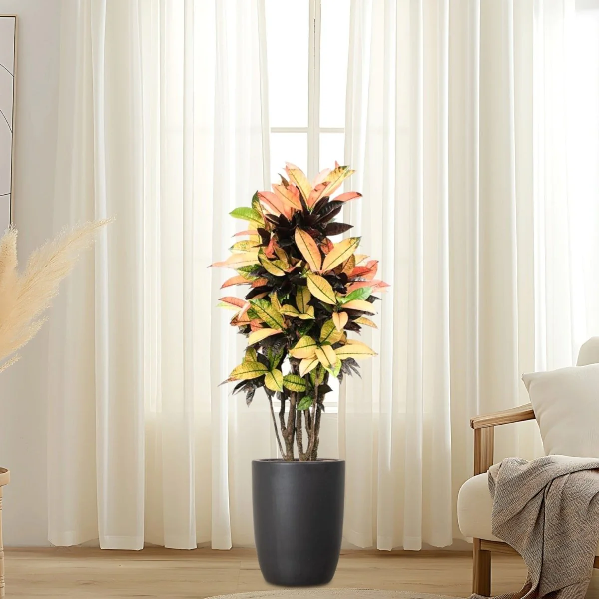 Codiaeum Variegatum (Croton), Mrs Iceton Black Ceramic Pot with (White Pebbles)