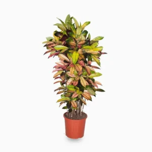 Codiaeum Variegatum (Croton), Mrs Iceton Default Plastic Pot (Clay Stones)