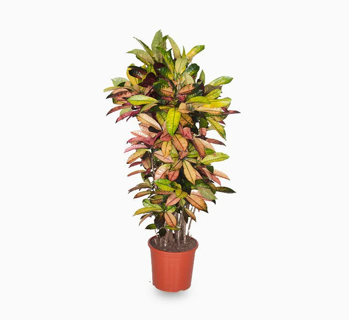 Codiaeum Variegatum (Croton), Mrs Iceton Default Plastic Pot (Clay Stones)