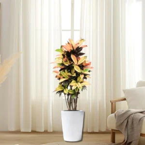 Codiaeum Variegatum (Croton), Mrs Iceton White Ceramic Pot (White Pebbles)