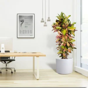 Codiaeum Variegatum (Croton Plant) Mrs Iceton Fiber Glass Pot with (Clay Stones)