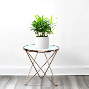 Conocarpus Plant / Buttonwood– 30cm Height White Cement Pot (White Pebbles)