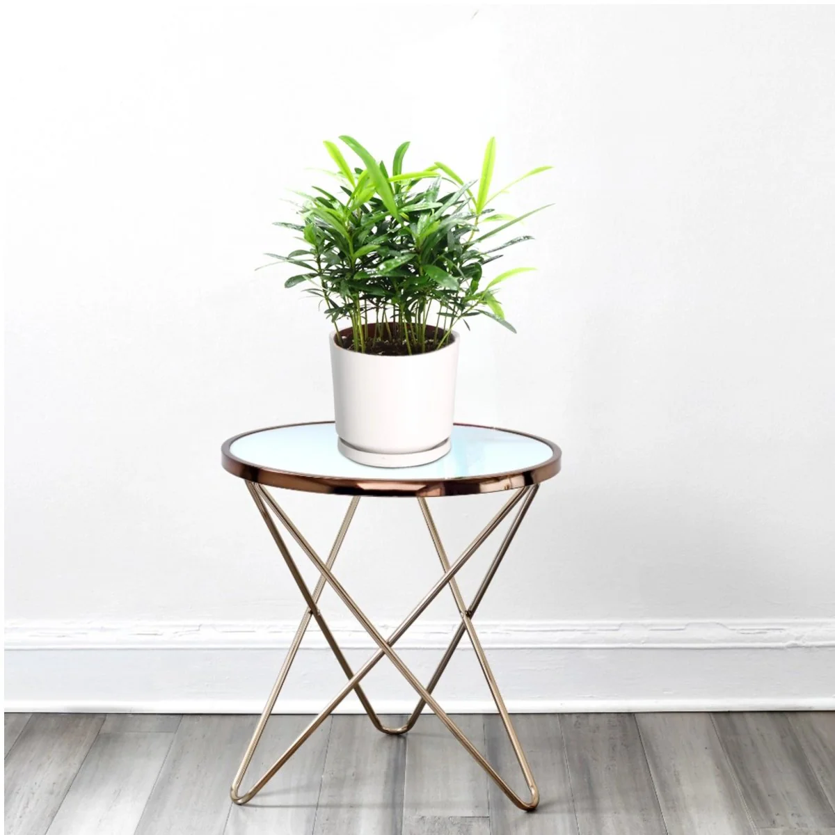 Conocarpus Plant / Buttonwood– 30cm Height White Ceramic Pot (Pine Mulch)