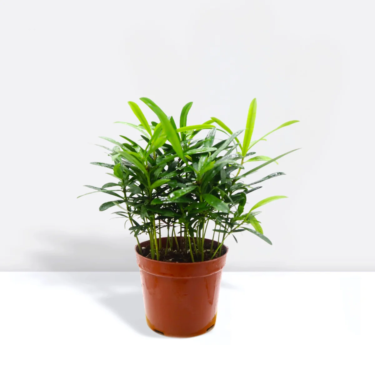 Conocarpus Plant / Buttonwood– 30cm Height Default Pot (White Pebbles)