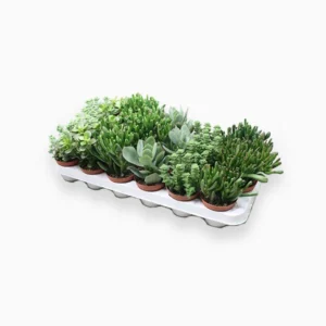 Crassula Mix 7 – 11cm Black Cement Pot