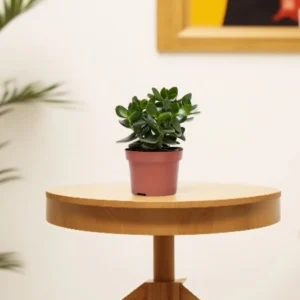 Crassula Ovata (Dollar Plant, Jade Plant, Jade Tree, Money Tree) 5-10cm Overall (Black Pot)