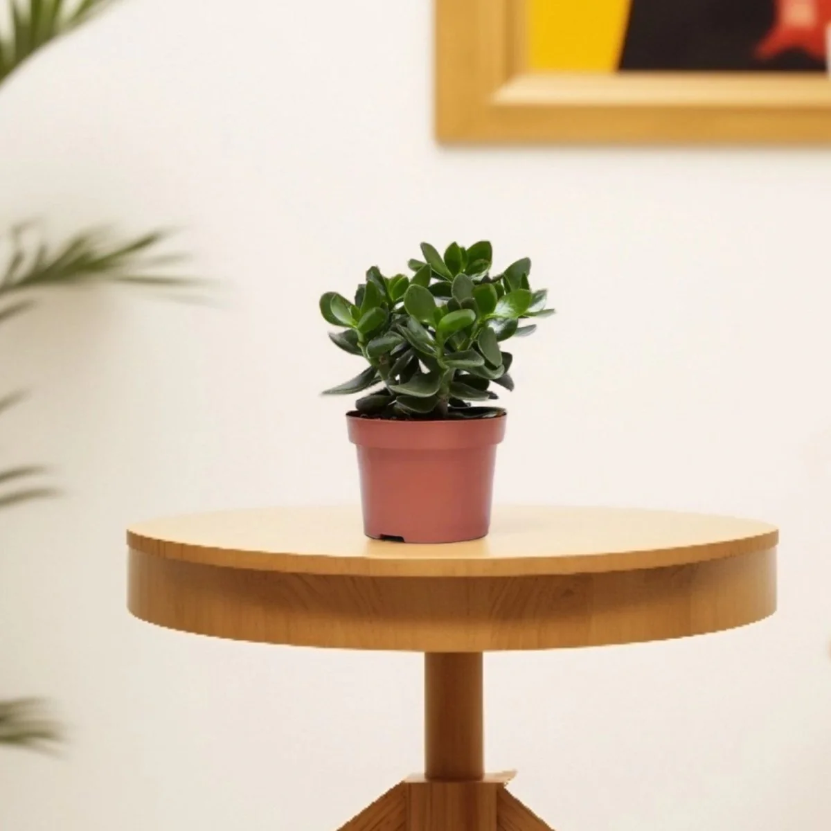 Crassula Ovata (Dollar Plant, Jade Plant, Jade Tree, Money Tree) 20-25cm Overall Height (Default Plastic Pot)