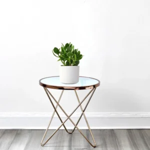 Crassula Ovata (Dollar Plant, Jade Plant, Jade Tree, Money Tree) 20-25cm Overall Height (White Pot)