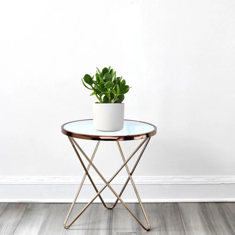 Crassula Ovata (Dollar Plant, Jade Plant, Jade Tree, Money Tree) 15-20cm (White Pot)