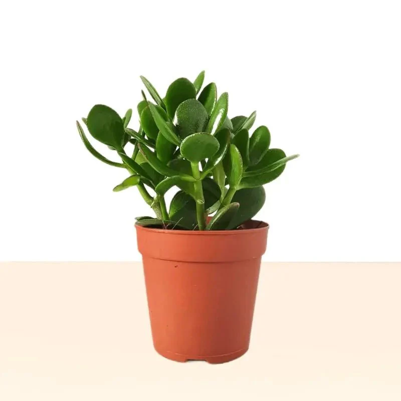 Crassula Ovata (Dollar Plant, Jade Plant, Jade Tree, Money Tree) 15-20cm (Gray Pot)
